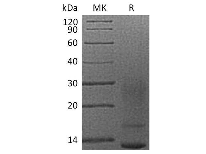 Recombinant Human Interleukin-13/IL-13 Protein (His Tag)(Active)