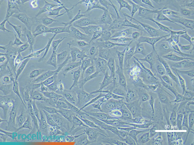 Mouse Embryonic Fibroblast (Mitomycin C treated) Complete MediumMouse Embryonic Fibroblast (Mitomycin C treated) Complete Medium - 4