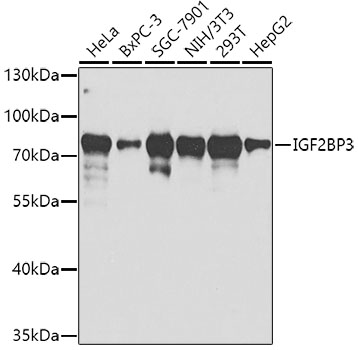 Western blot analysis of extracts of various cell lines using IGF2BP3 Polyclonal Antibody at 1:1000 dilution.