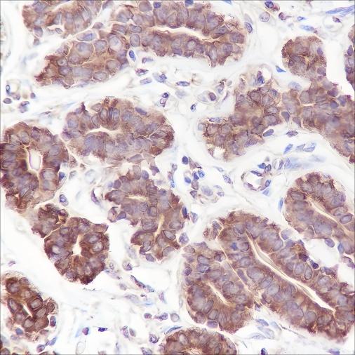 Recombinant Phospho-Tau (Ser199) Monoclonal Antibody - small - 2