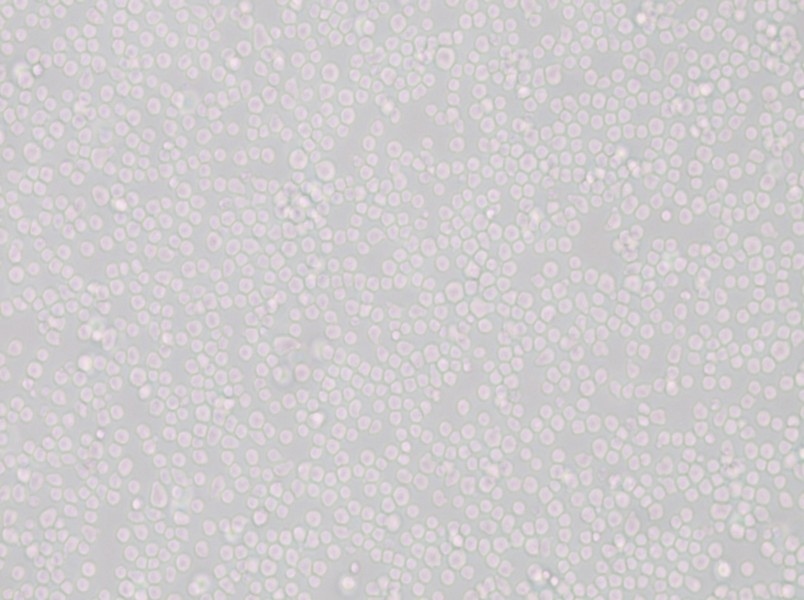 SU-DHL-8 Cell Complete Medium - small - 6