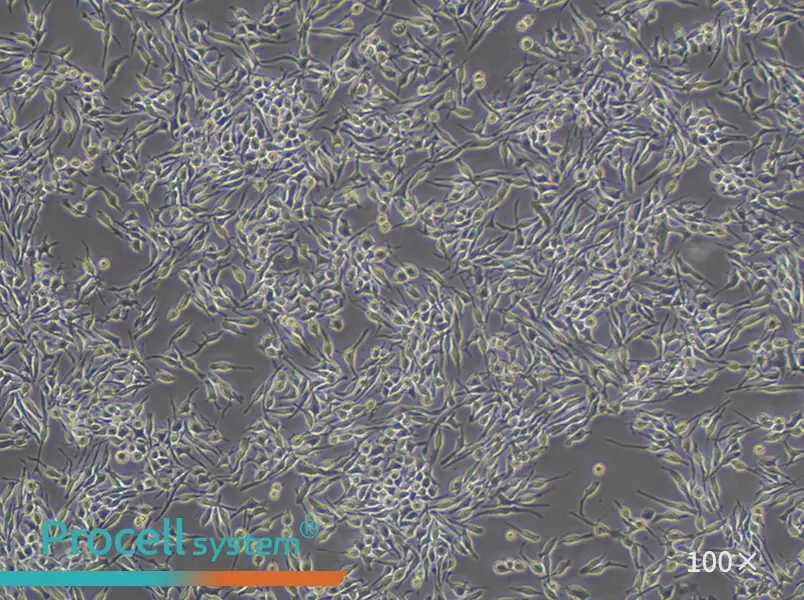 RBL-2H3 Cell Complete Medium - 2