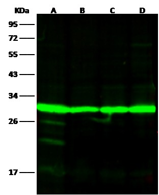 14-3-3 eta/YWHAH Monoclonal Antibody - small - 2