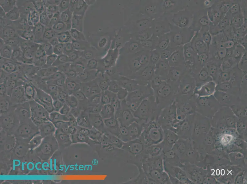 HT-3 Cell Complete Medium - 5