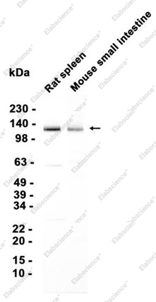 Recombinant Integrin alpha V Monoclonal Antibody - 1