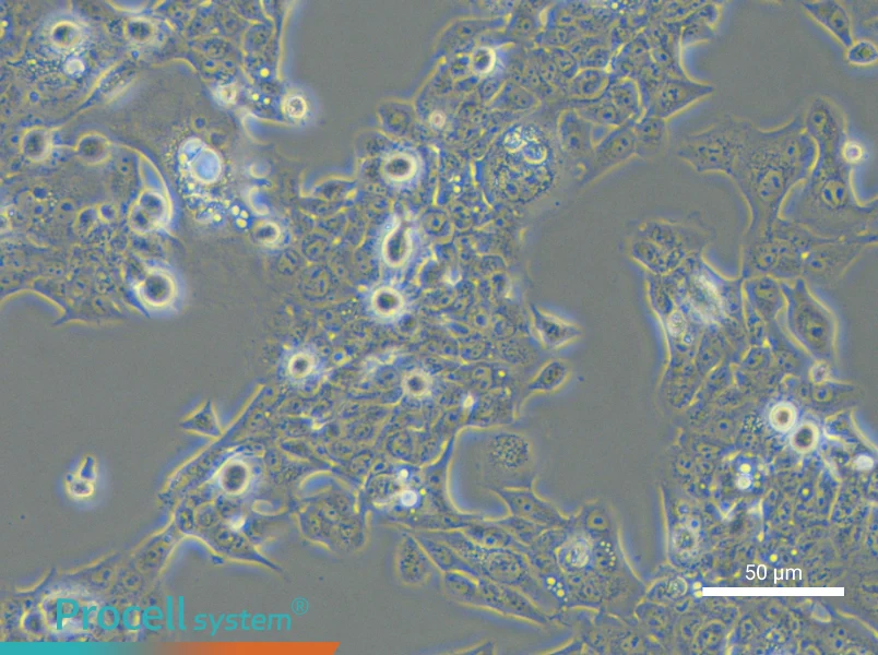 NCI-H441NCI-H441 - 3
