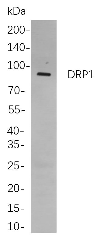 Recombinant DRP1 Monoclonal Antibody-searchlist-1