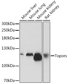 Western blot analysis of extracts of various cell lines using Topors Polyclonal Antibody at1:1000 dilution.