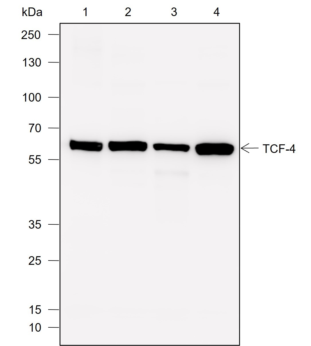 Recombinant TCF4 Monoclonal Antibody-searchlist-1