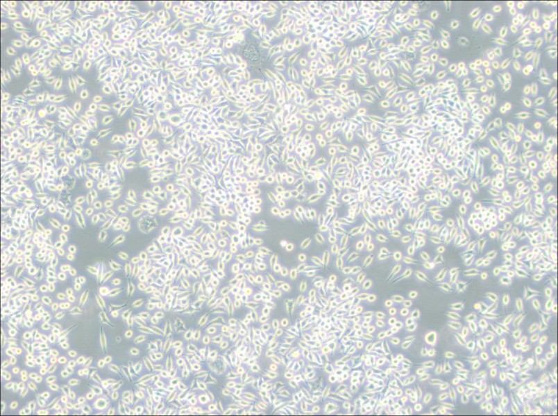 A9 Cell Complete Medium-searchlist-1