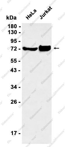 Recombinant Phospho-PRC1 (Thr481) Monoclonal Antibody - 1