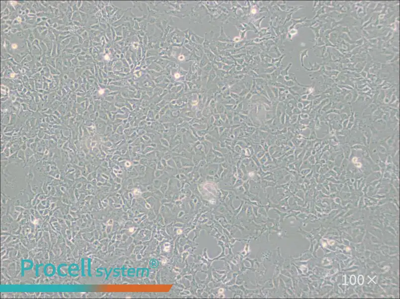 PA-1 Cell Complete Medium - 1