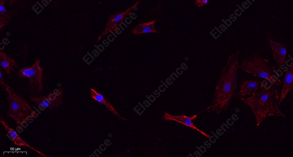 Recombinant Bax Monoclonal Antibody - 9