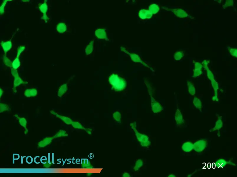 CT26.WT-GFP Cell Complete Medium - 4