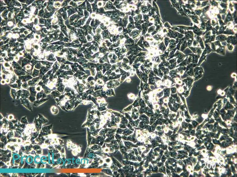 SK-CO-1 Cell Complete Medium - 6