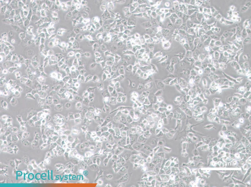 NCI-H23NCI-H23 - 3