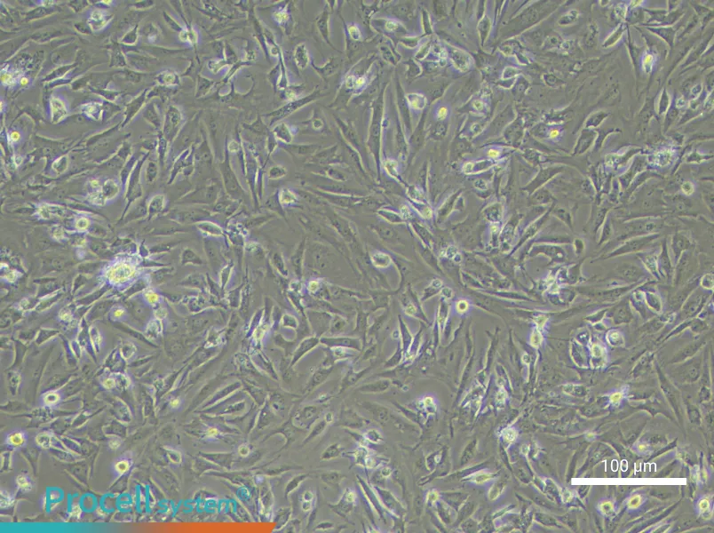 Mouse Testicular Leydig Cell Complete Medium - 3