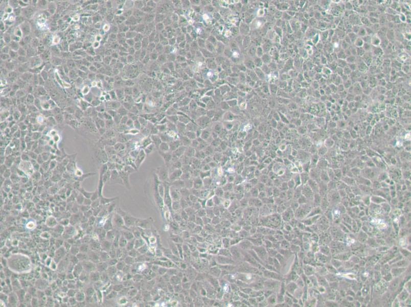 MH7A Cell Complete Medium-searchlist-1