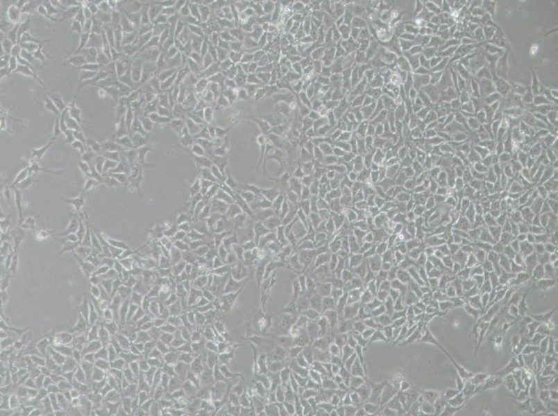 H9 Cell Complete MediumH9 Cell Complete Medium - 2