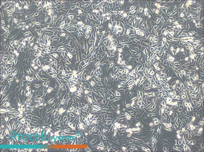 NCI-H596 Cell Complete Medium - 3
