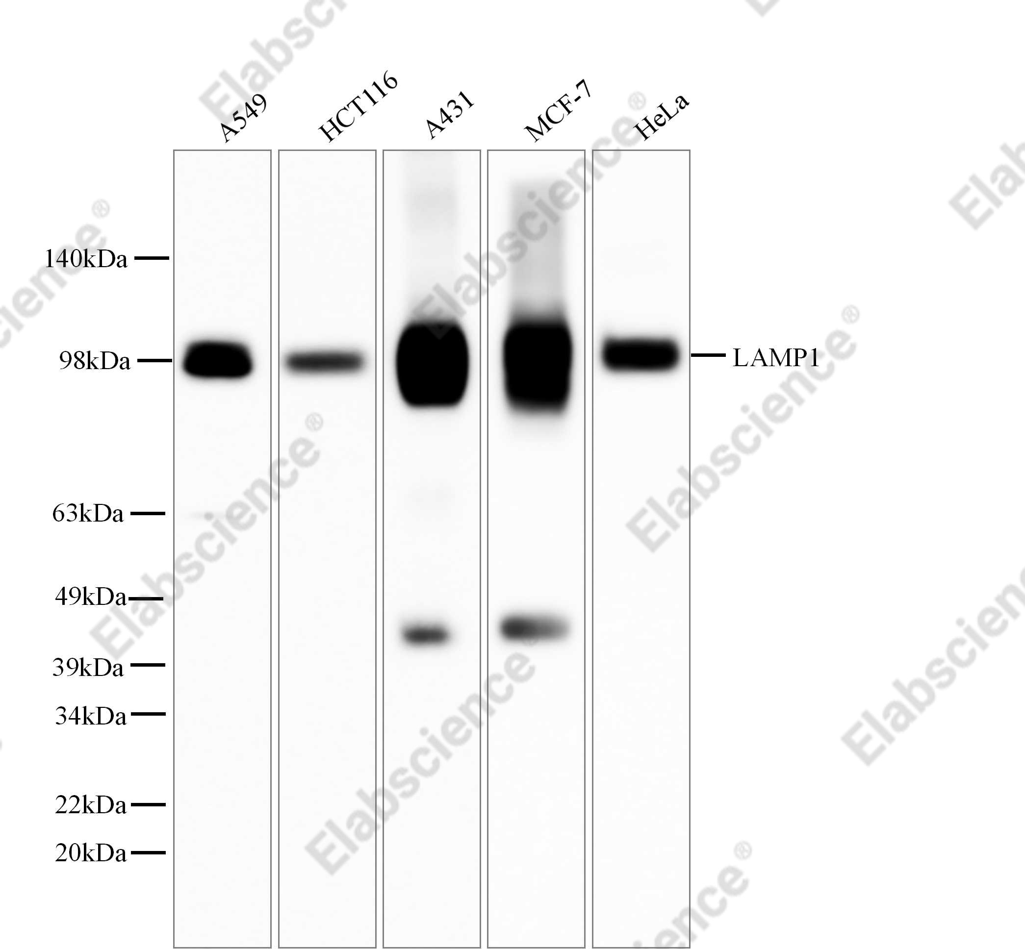 Recombinant LAMP1/CD107a Monoclonal Antibody - 4