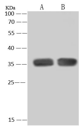 Recombinant PCNA Monoclonal Antibody-searchlist-1