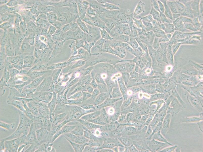 SW872 (L15) Cell Complete Medium - 6