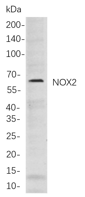 Recombinant NOX2 Monoclonal Antibody-searchlist-1