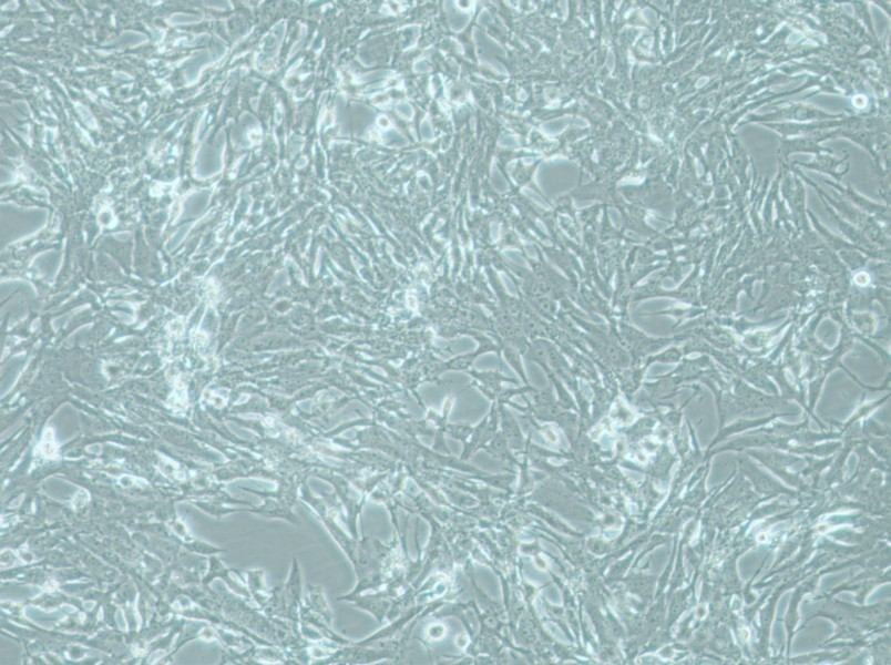 MOG-G-UVW Cell Complete Medium-searchlist-1