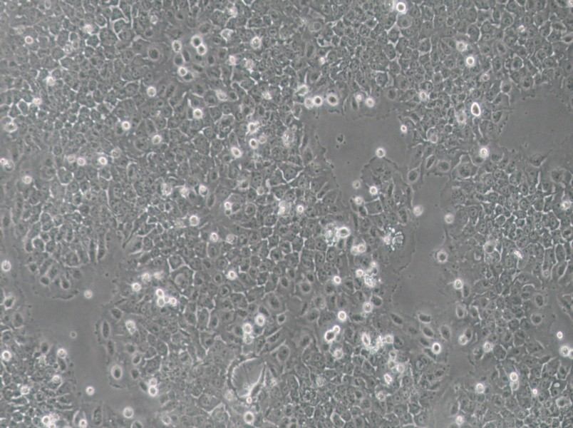 SACC-83 Cell Complete MediumSACC-83 Cell Complete Medium - 3