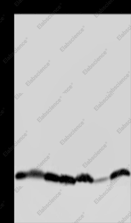 HIST1H2AH Polyclonal Antibody - 1