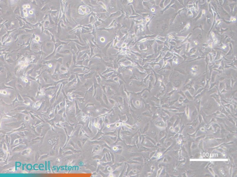 TGBC18TKB Cell Complete MediumTGBC18TKB Cell Complete Medium - 1
