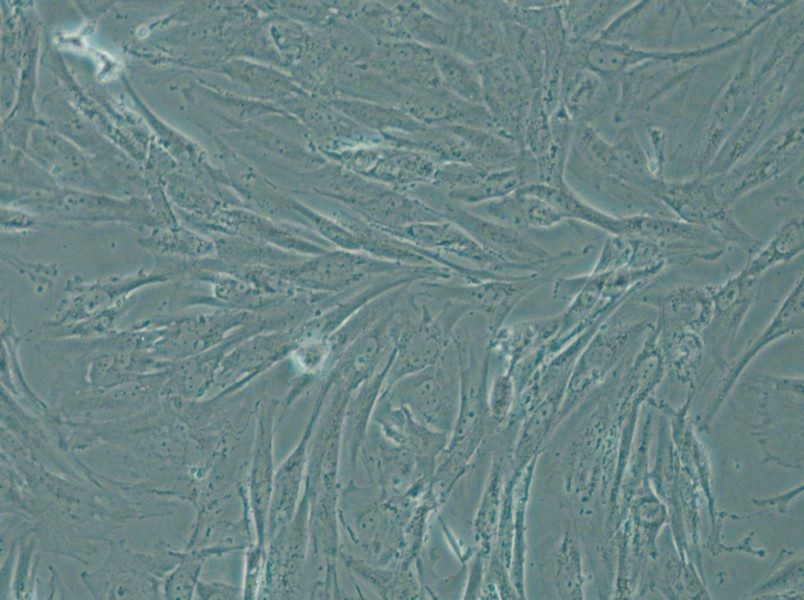 SW1088 Cell Complete Medium - 4