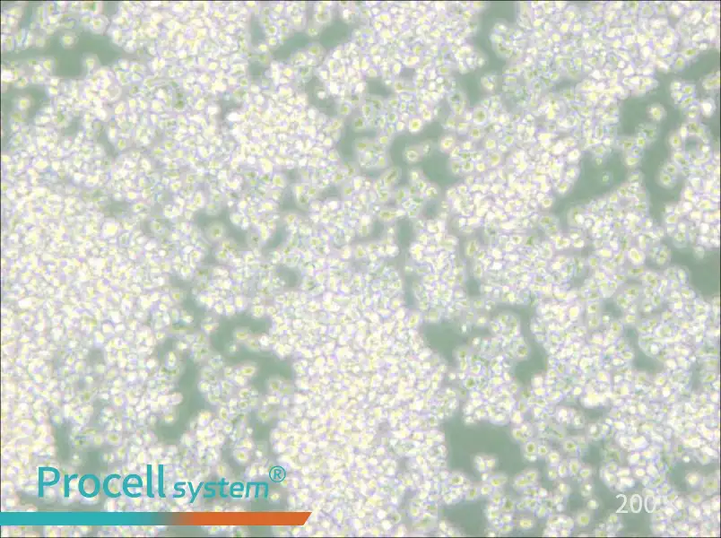 EL-4-B5 Cell Complete Medium - small - 4