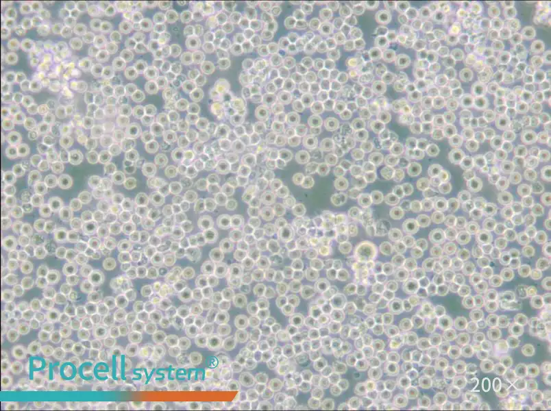 JM Cell Complete Medium - 5