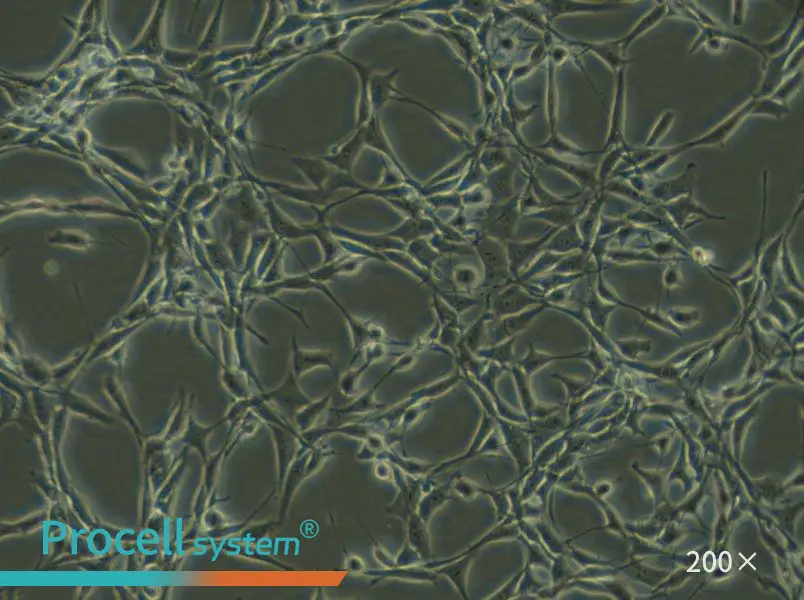 Psi2 DAP - 4