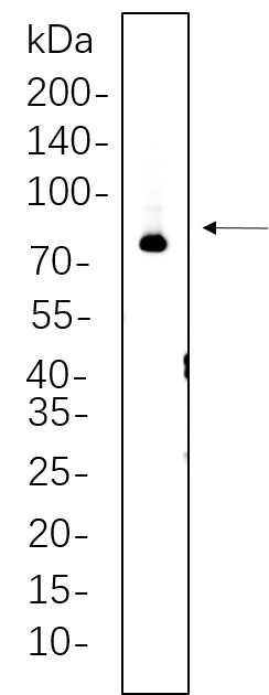 Recombinant Synapsin I Monoclonal Antibody-searchlist-1