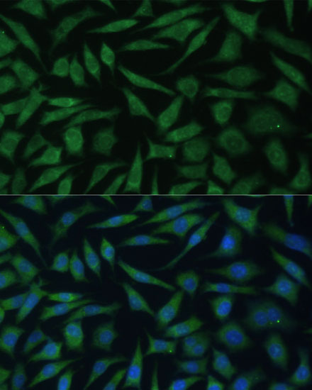 Immunofluorescence analysis of L929 cells using REXO2 Polyclonal Antibody at dilution of  1:100 (40x lens). Blue: DAPI for nuclear staining.