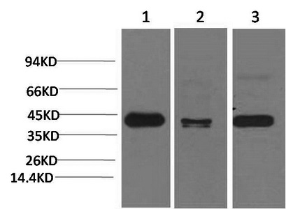 Western Blot analysis of 1) Hela, 2) Mouse brain, 3) Rat brain using TBP Monoclonal Antibody at dilution of 1:2000.