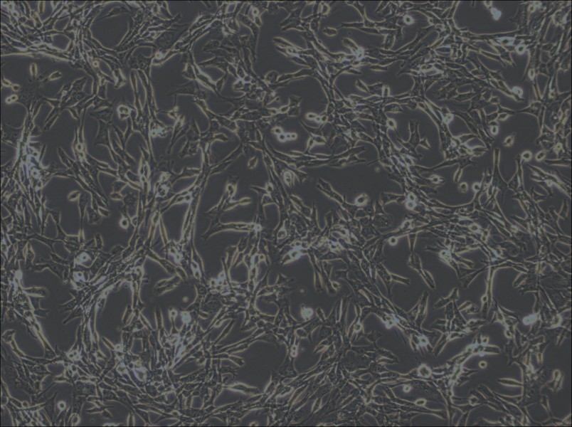 3T6-Swiss albino Cell Complete Medium - 2