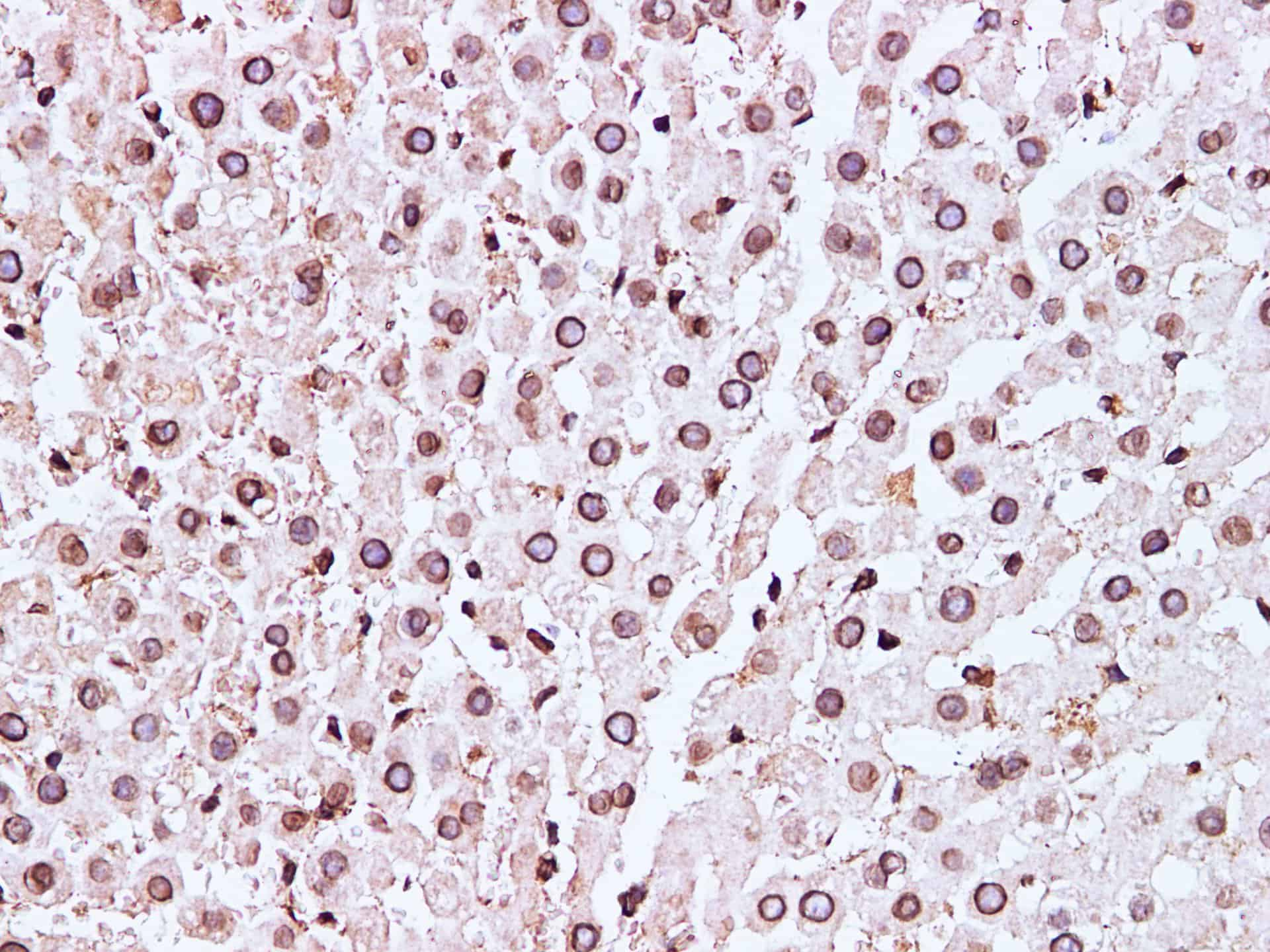 Immunohistochemistry of paraffin-embedded Mouse liver using Lamin B1 Polyclonal Antibody at dilution of 1:100