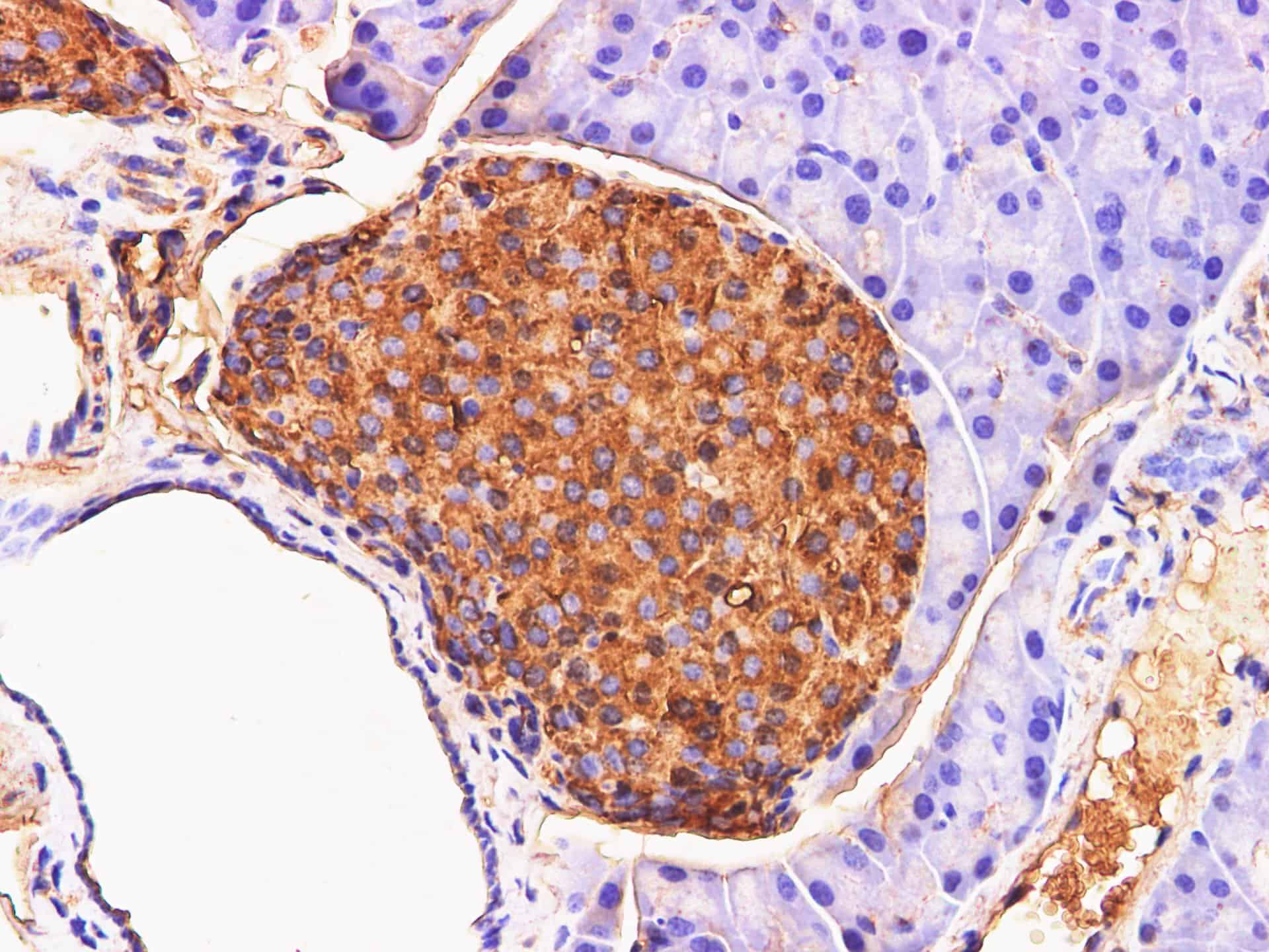 Immunohistochemistry of paraffin-embedded Mouse pancreas  using Chromogranin A Polyclonal Antibody at dilution of 1:200