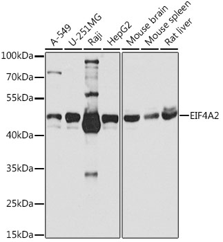 Western blot analysis of extracts of various cell lines using EIF4A2 Polyclonal Antibody at 1:1000 dilution.