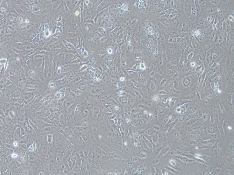 LX-2 Cell Complete MediumLX-2 Cell Complete Medium - 2