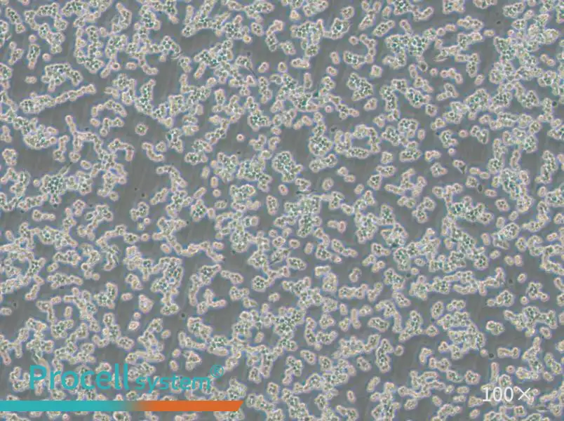 RAW 264.7-EGFP Cell Complete Medium - 1