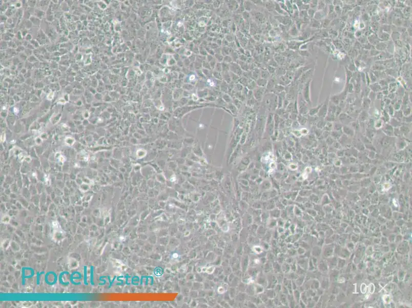 MH7A Cell Complete MediumMH7A Cell Complete Medium - 2