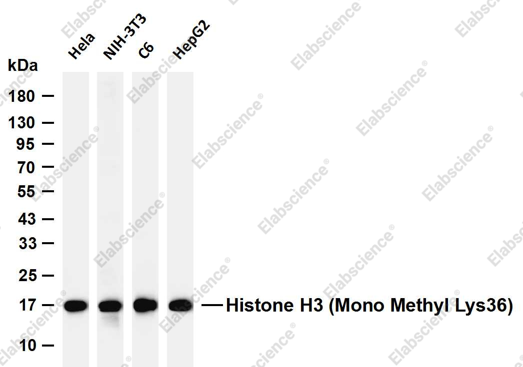Recombinant Histone H3 (Mono Methyl Lys36) Monoclonal Antibody - 1