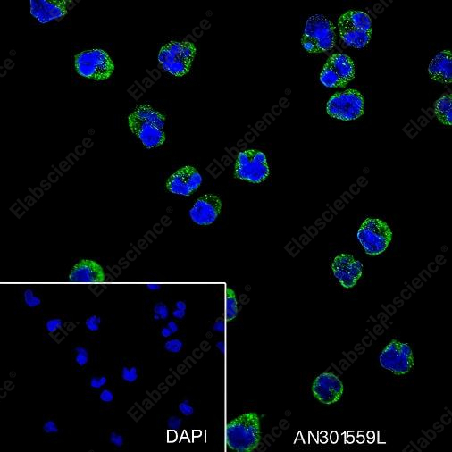 Recombinant Human IgD Monoclonal Antibody - 3