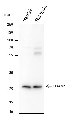 Recombinant PGAM1 Monoclonal Antibody-searchlist-1