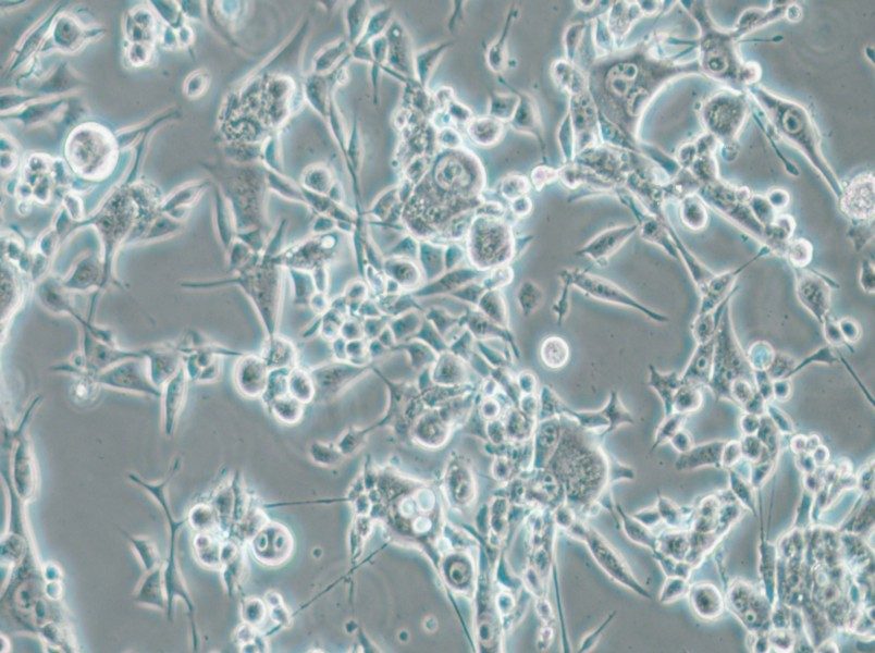 E0771 Cell Complete Medium - small - 6